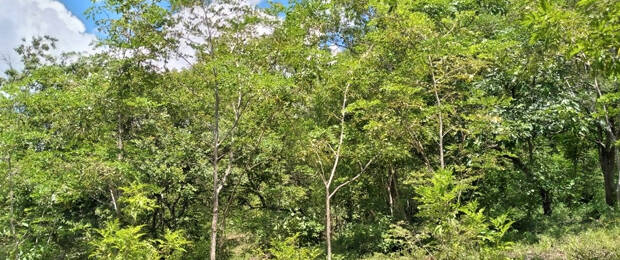 Wiederaufforstungsprojekt in Nicaragua: Hier soll mit Spenden von Kaiser+Kraft ein Wald mit mehr als 3000 Bäumen entstehen.